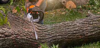 Why Choose Our Tree Removal Services in Blakely, GA?