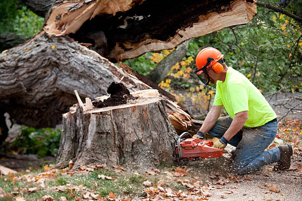 Best Commercial Tree Services  in Blakely, GA