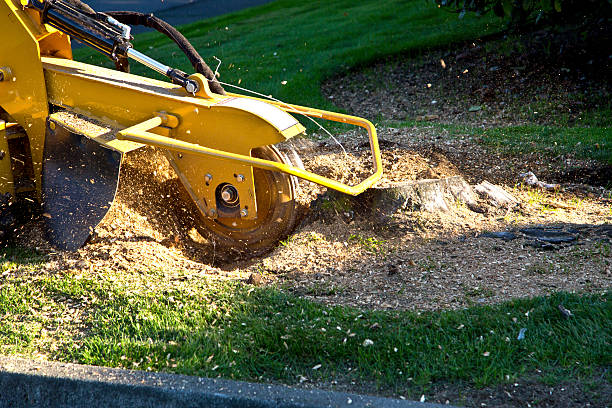 Best Weed Control  in Blakely, GA