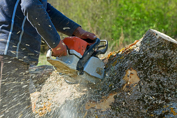 Best Tree Trimming and Pruning  in Blakely, GA